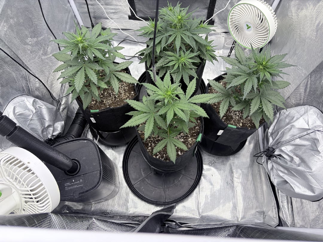 FastBuds-Auto Mix Pack-Quad Mystery
