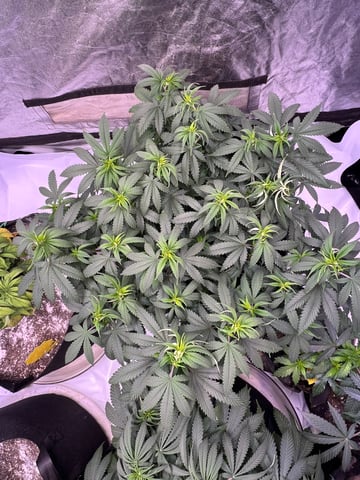 Indoor Grow  — vegetative, day 25