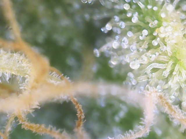 Experiment Time — flower, day 80