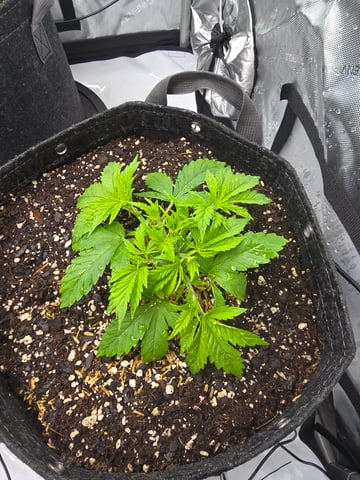 Purple Haze  — vegetative, day 14