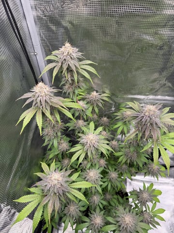  Trying to go big — flower, day 129