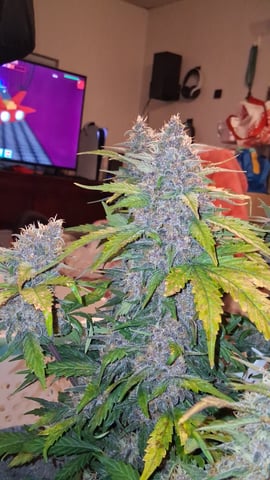 Lemon Cherry Cookies, Purple Haze and Strawberry Gorilla Grows — flower, day 15