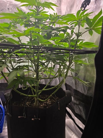 Northern lights #10 2nd plant (Selkies) — flower, day 44