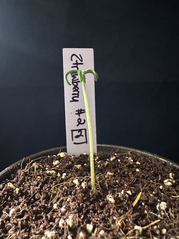 Ztrawberriez (Auto) 2026 - 1 — seedling_rooting, day 6