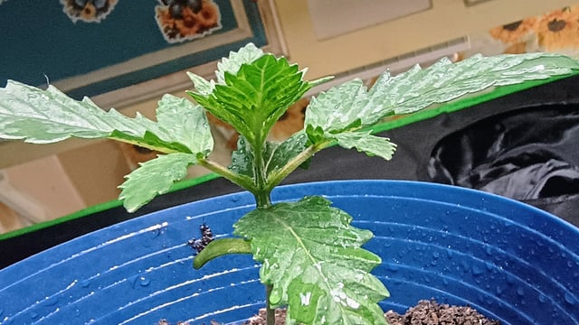 1st Batch — seedling_rooting, day 21