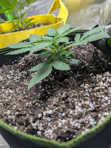 Early Girl — vegetative, day 4