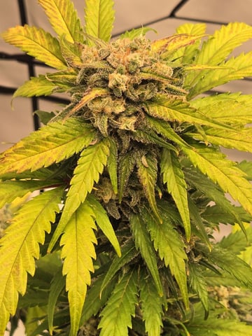 Mimosa Sunrise XXL 3x3 tent — flower, day 50