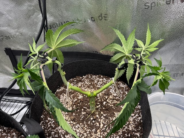 Garden of Weed’n 3.0 — vegetative, day 41