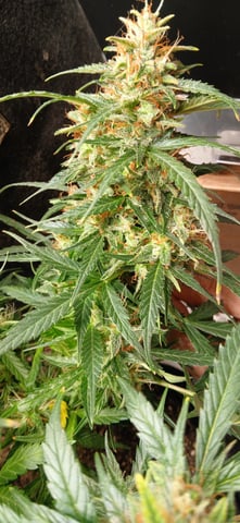 tzar cheese — flower, day 35