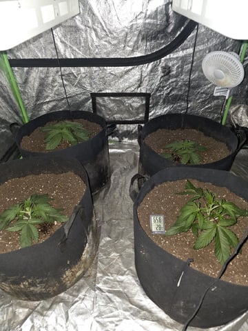 Apple fritta — vegetative, day 10
