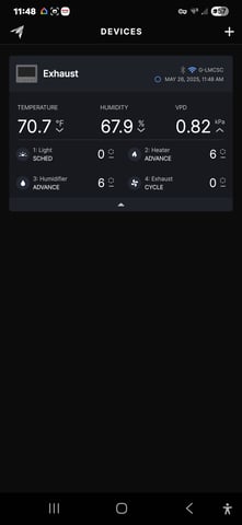 Purple Haze  — seedling_rooting, day 1