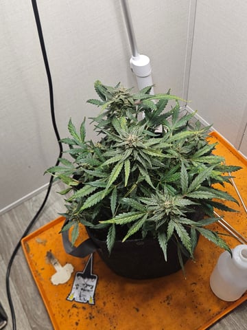 Mango Runtz — flower, day 80