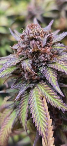 Attack Of The Clones — flower, day 94