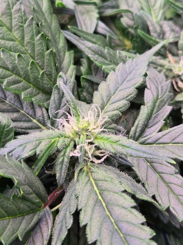 Fastbuds Autoflower Run — flower, day 58