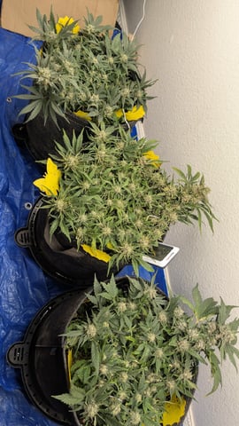 mephisto winter 2026 — flower, day 60