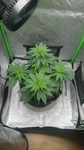 Critical Purple Kush — vegetative, day 68