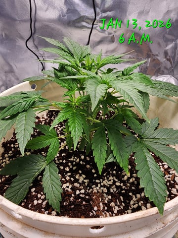 Dos Si Dos. Indica — vegetative, day 19