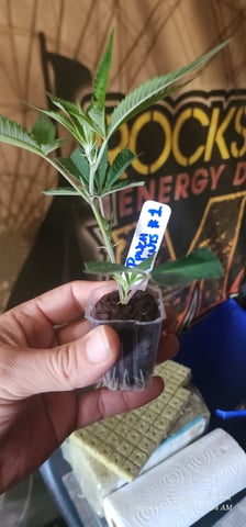 EZ Cloning #101 — germination, day 11