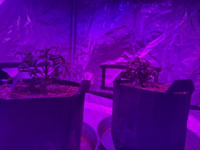 First Auto — vegetative, day 30