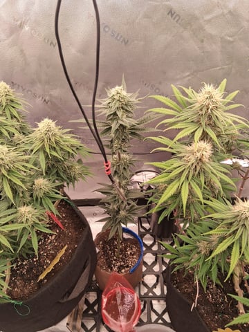 fruity pebbles, cap junky — flower, day 93