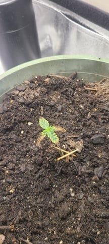 wedding cake auto flower — seedling_rooting, day 11