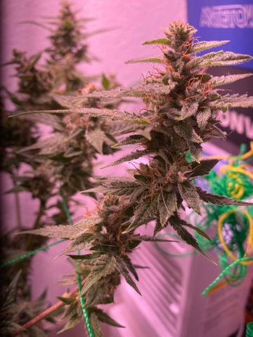 pineapple Express  — flower, day 31