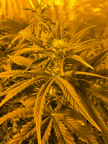 2nd Autoflower Indoor Grow — flower, day 43