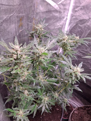 lil babies  — flower, day 48