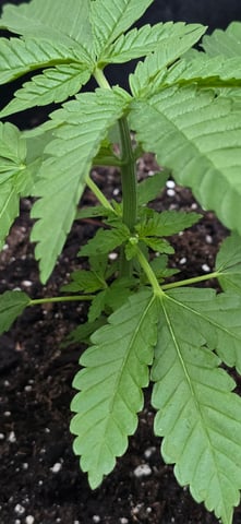 Mystery Weed Plant — vegetative, day 47