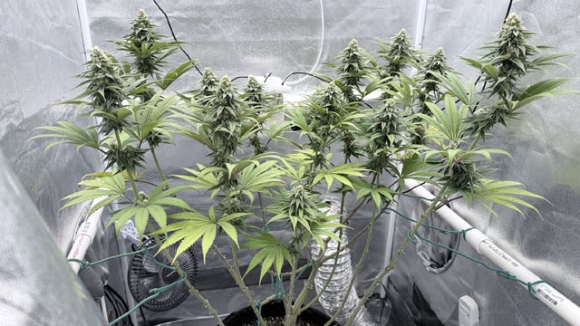 Blue Dream Grow — flower, day 67