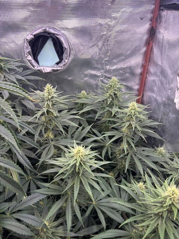 first grow in new 2x2 — flower, day 85