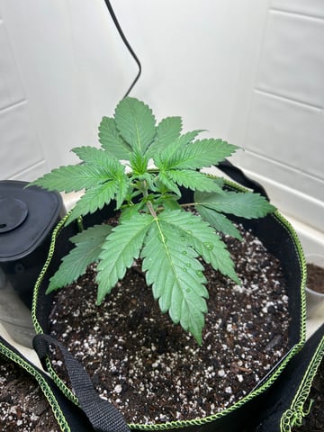 12 assed raven — vegetative, day 32