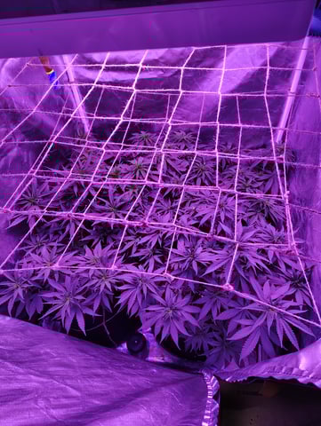 3 in flower — vegetative, day 24