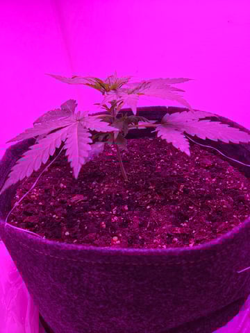 First Grow — vegetative, day 21