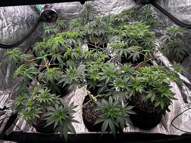 PKB remix/PotG — vegetative, day 56