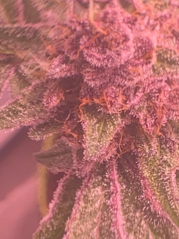 pineapple Express  — flower, day 40