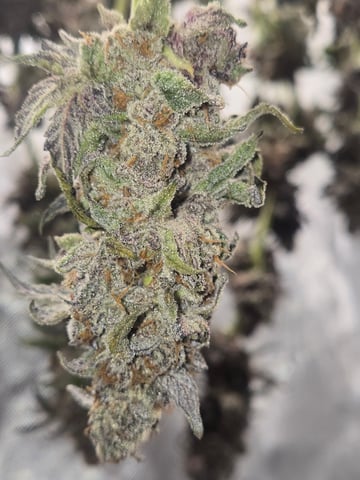 First Grow — harvest, day 131