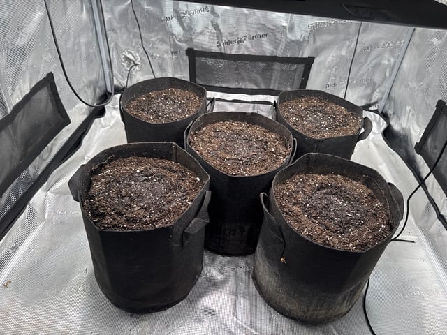 Gelato Auto — germination, day 2