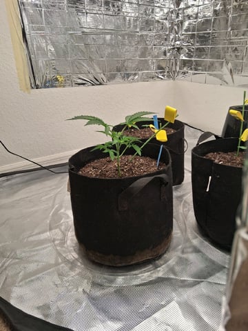 Seedman mix auto & seedman mix auto & GodFather OG — vegetative, day 22