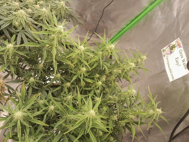 My Girls — flower, day 26