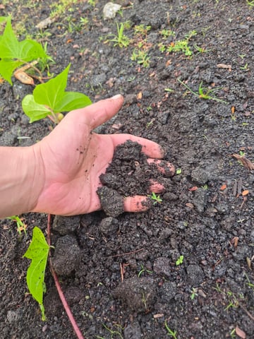 True Living Organics Aloha Style Master Kush Auto