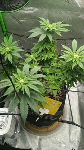 Critical Purple Kush — flower, day 97