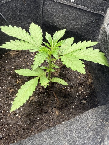 Random Seed — vegetative, day 15