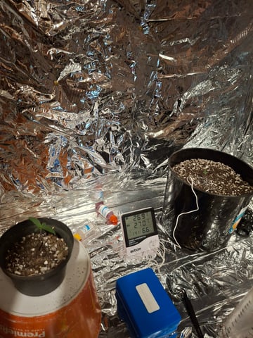 1st Grow - ROYAL MOBY (indoor)(photop.) — seedling_rooting, day 4