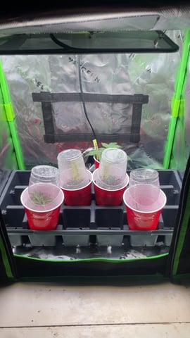 On to the next journey.  — germination, day 3