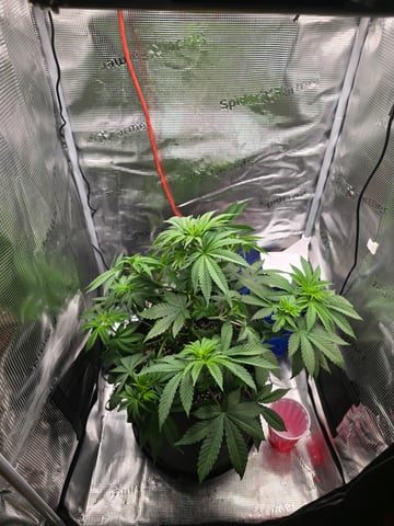 Northern lights #10 2nd plant (Selkies) — vegetative, day 36