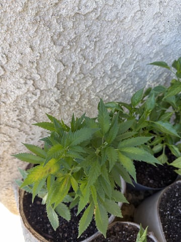 Sour Glue — flower, day 28