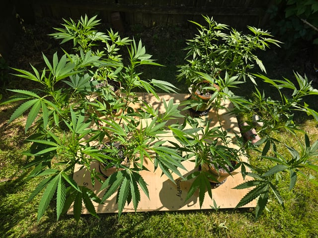 Grow 3 — flower, day 12