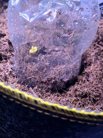 Ripley OG — seedling_rooting, day 6