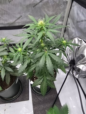Homegrown - 🍒 🥧 & GSC Auto, 🚀 Seeds 🍌 Buttercups  — flower, day 36